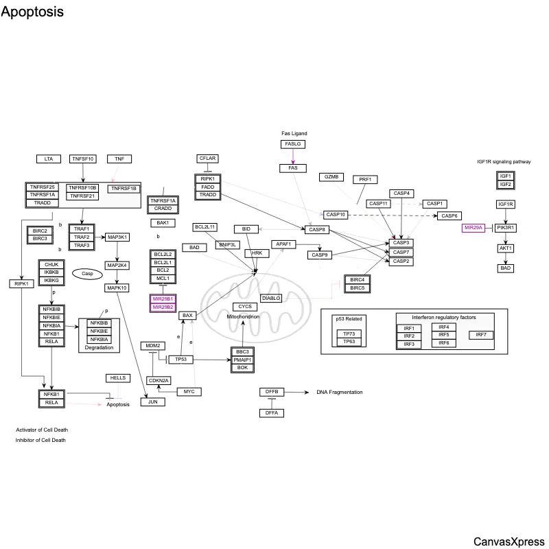 WikiPathways Network Graph Visualization